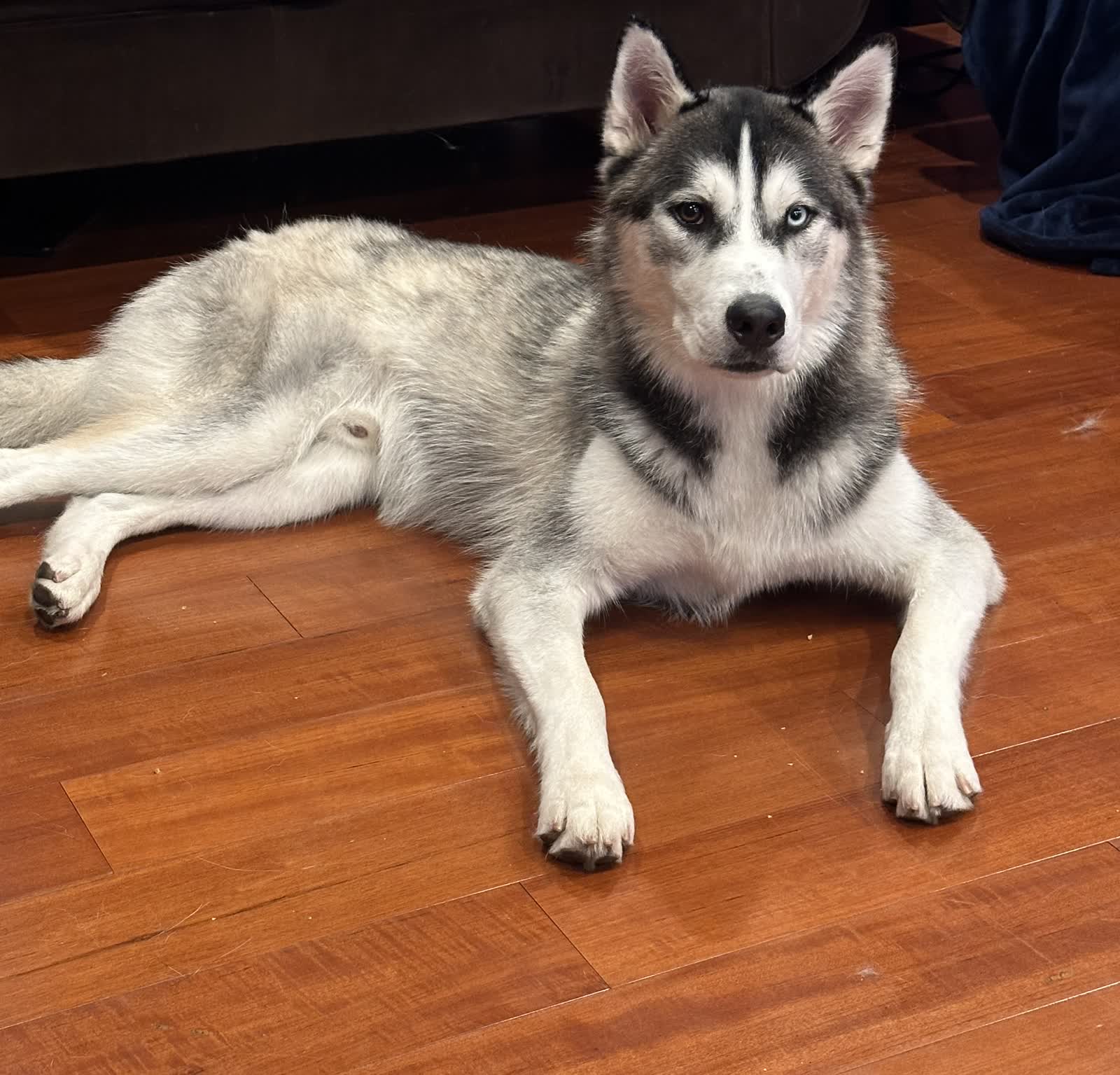 Family dog